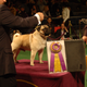 Illustration for article titled Lapdogs And Luxury Boxes: A New-Look MSG Welcomes The Westminster Dog Show